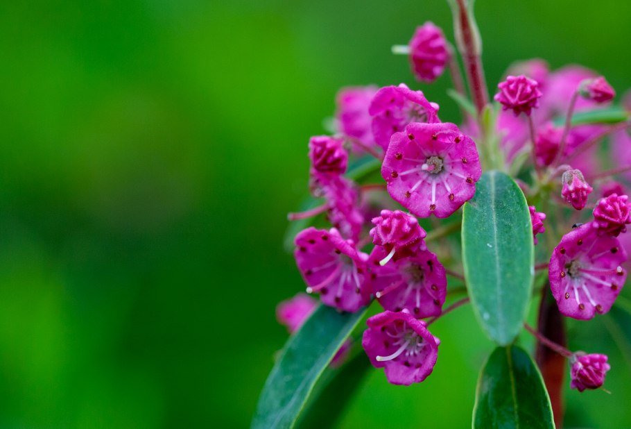 Кальмия узколистная рубра