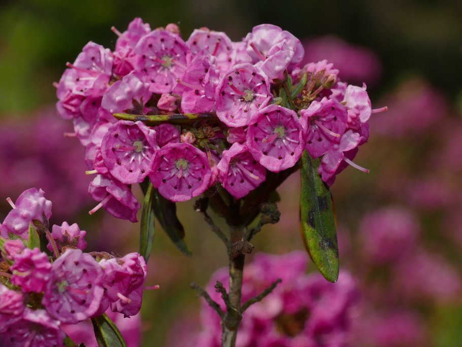 Кальмия узколистная плод