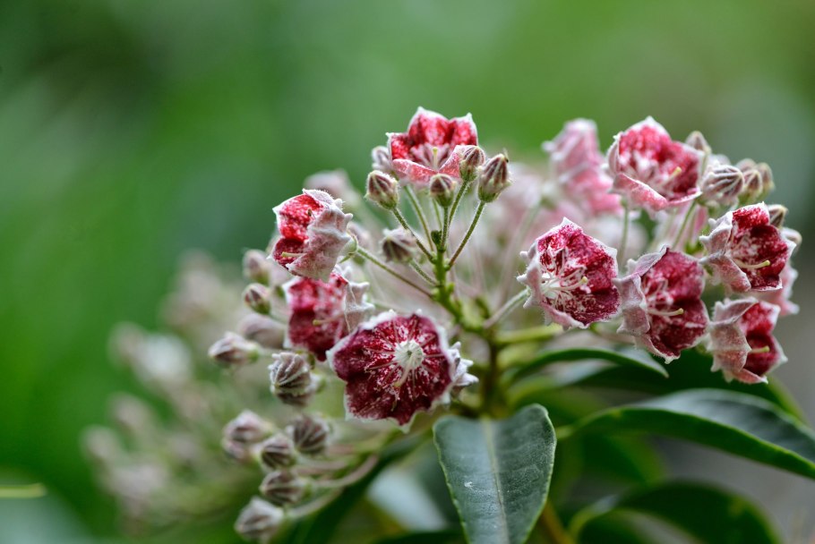 Кальмия Дженс Делайт