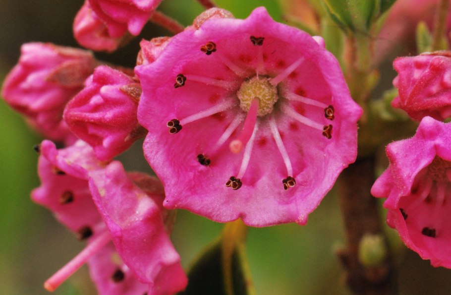 Кальмия узколистная Рубра