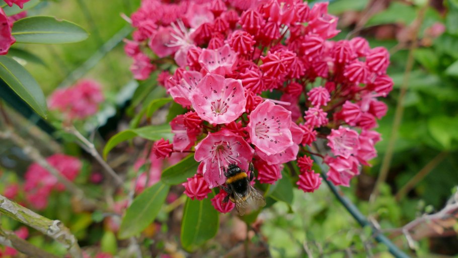 Кальмия узколистная Рубра