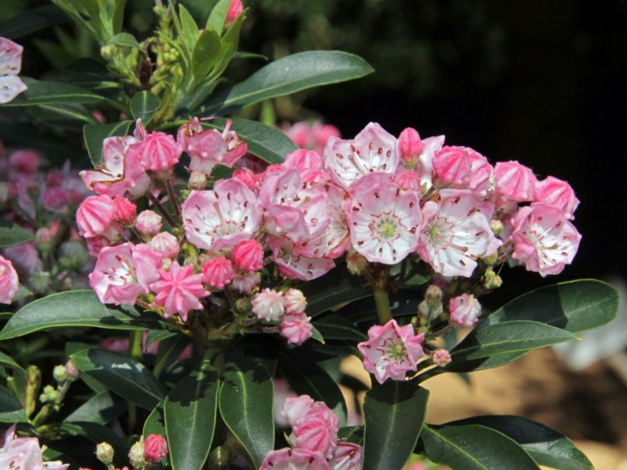 Кальмия широколистная kalmia latifolia