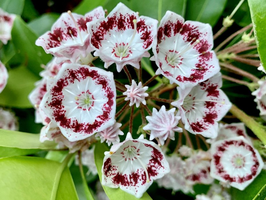 Кальмия клиновидная