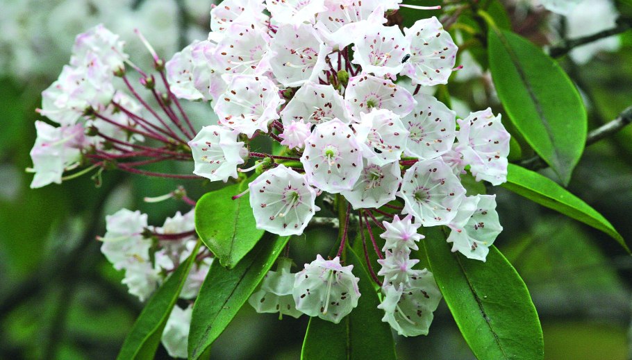 Кальмия широколистная Кипсейк