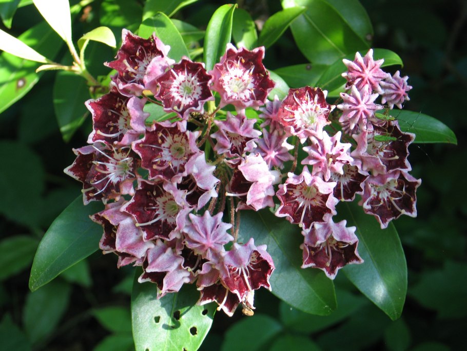 Кальмия узколистная Рубра