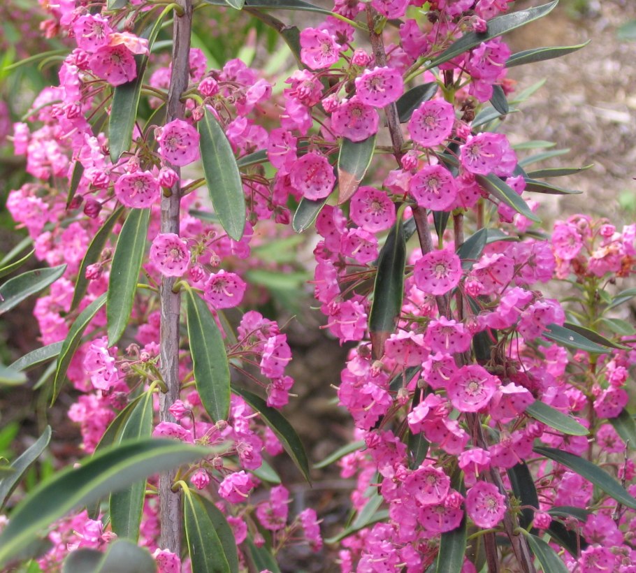 Кальмия узколистная Рубра