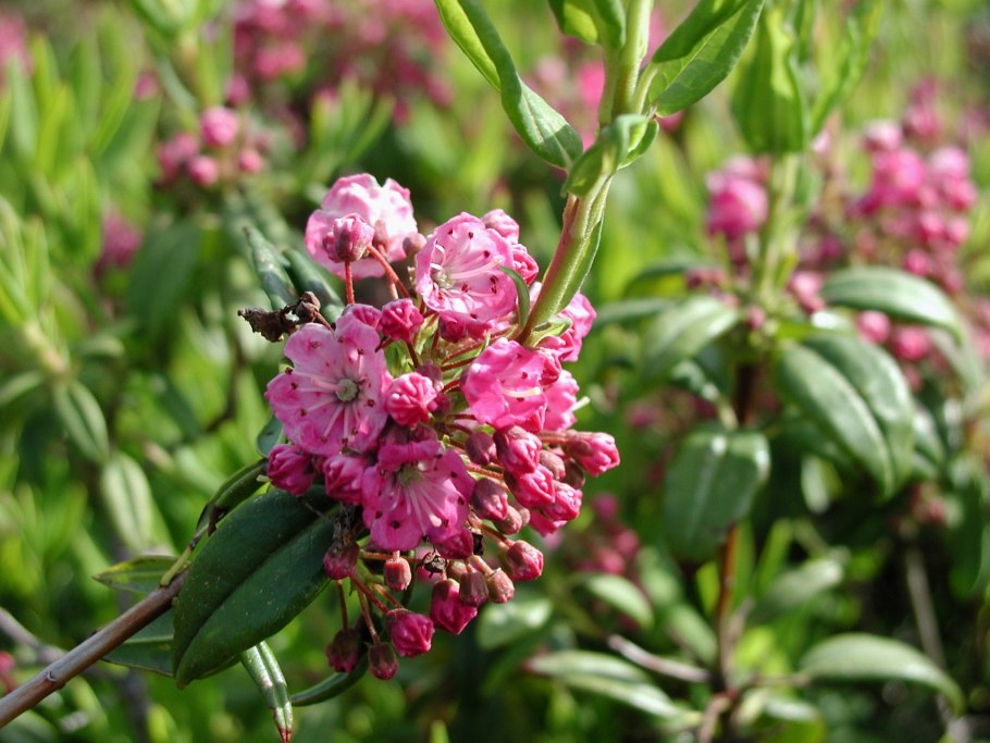 Кальмия узколистная Kalmia angustifolia