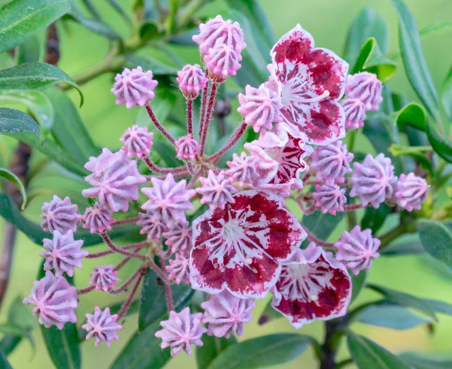 Кальмия узколистная Kalmia angustifolia