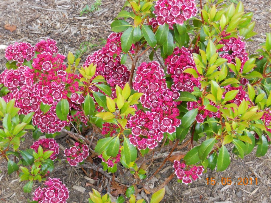 Кальмия широколистная Kalmia latifolia