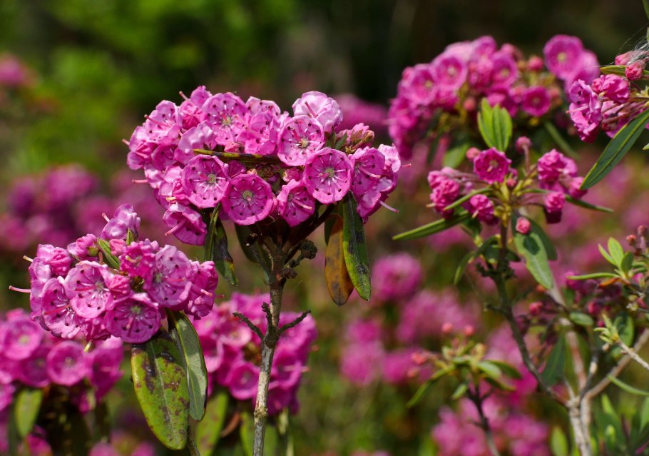 Кальмия Ангустифолия