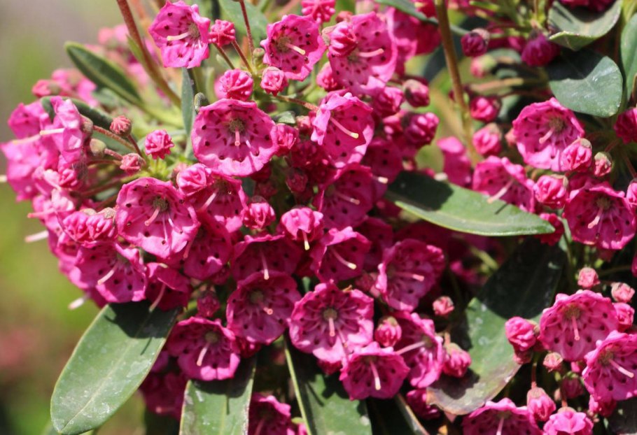 Кальмия клиновидная