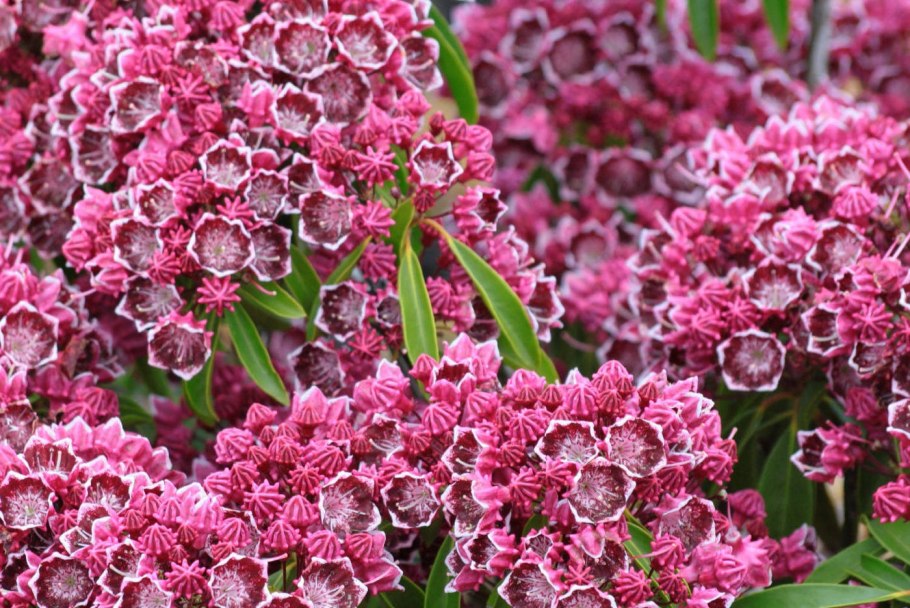 Кальмия широколистная дженс делайт