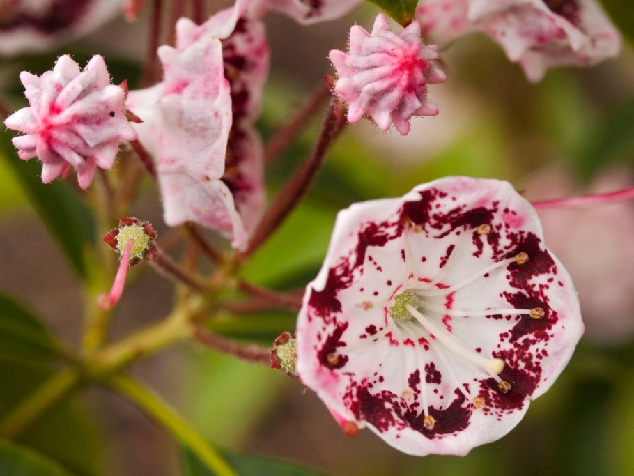 Кустарник Кальмия широколистная