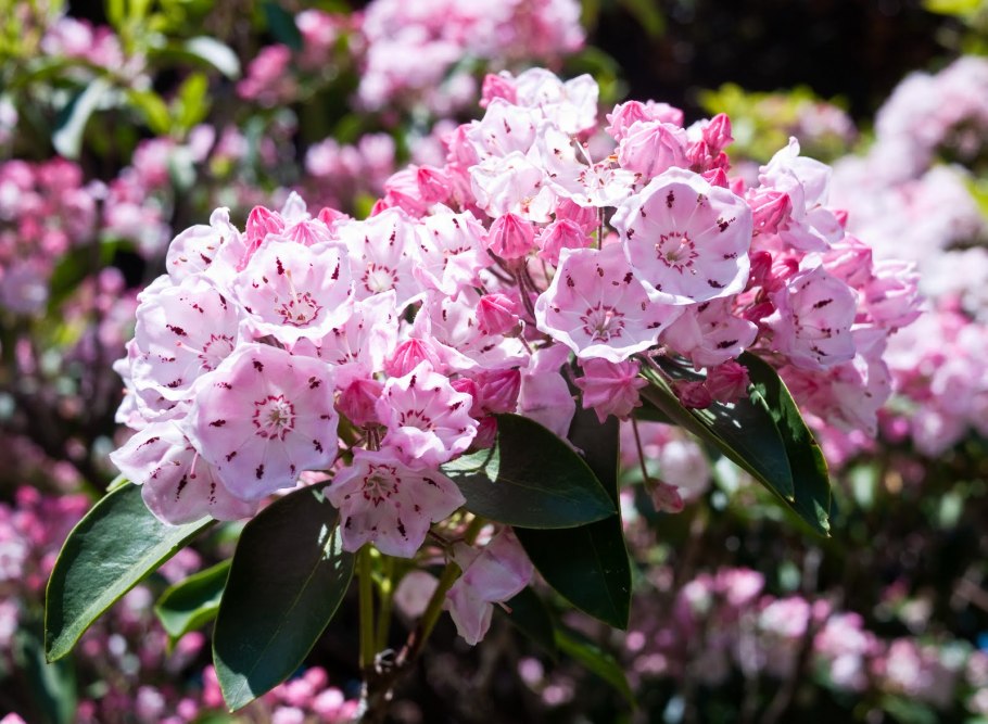 Кальмия широколистная Кипсейк