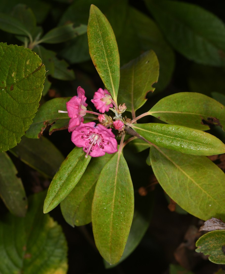 Kalmia angustifolia