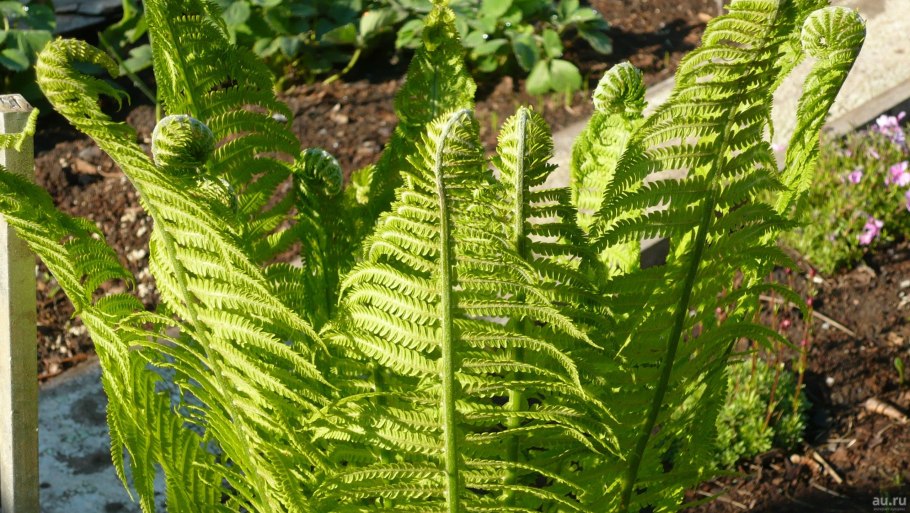 Папоротник страусник Matteuccia struthiopteris