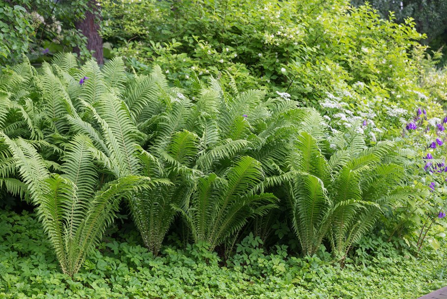 Страусник папоротник struthiopteris