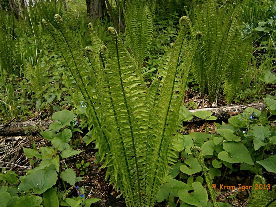Страусник обыкновенный (Matteuccia struthiopteris)