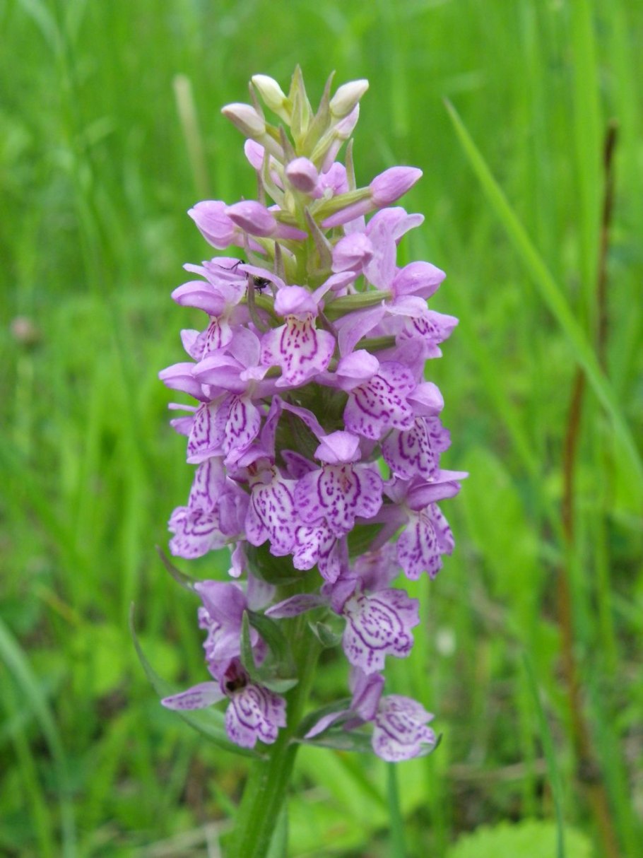 Пальцекорник Балтийский