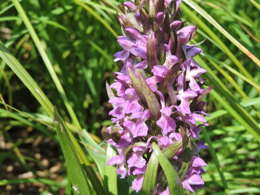 Пальчатокоренник Руссова