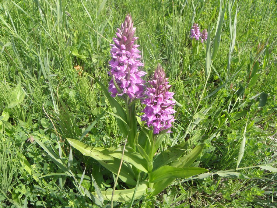 Пальчатокоренник Майский