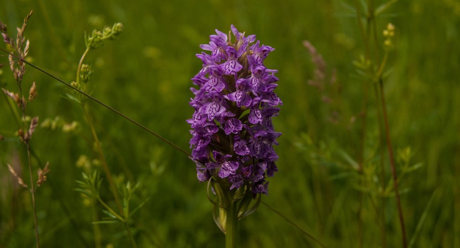Пальчатокоренник Бузинный