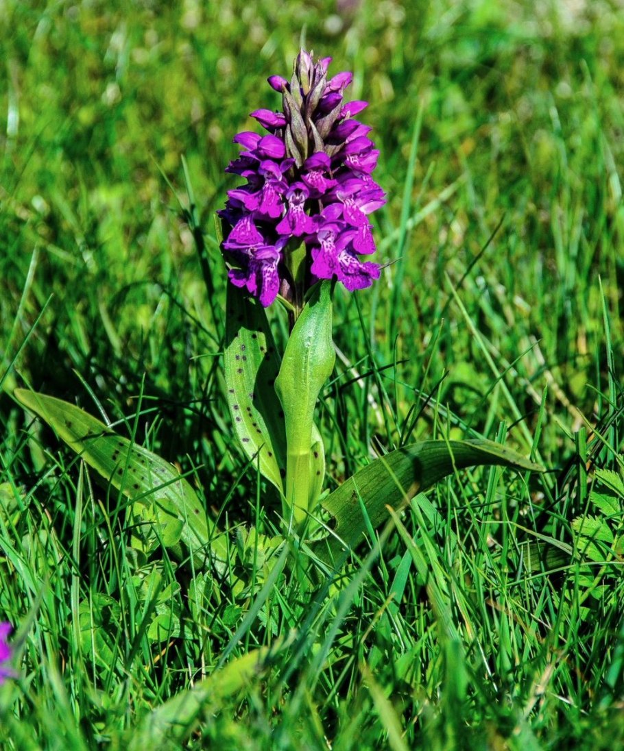 Песчанка длиннолистная