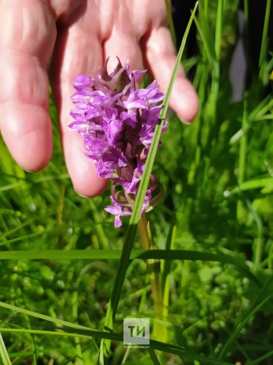 Дремлик Понтийский