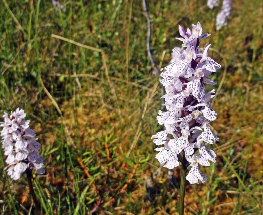 Пальчатокоренник Дюрвиля