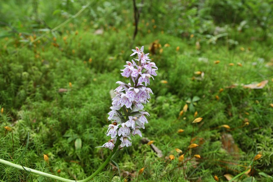 Орхидея Пальчатокоренник Балтийский