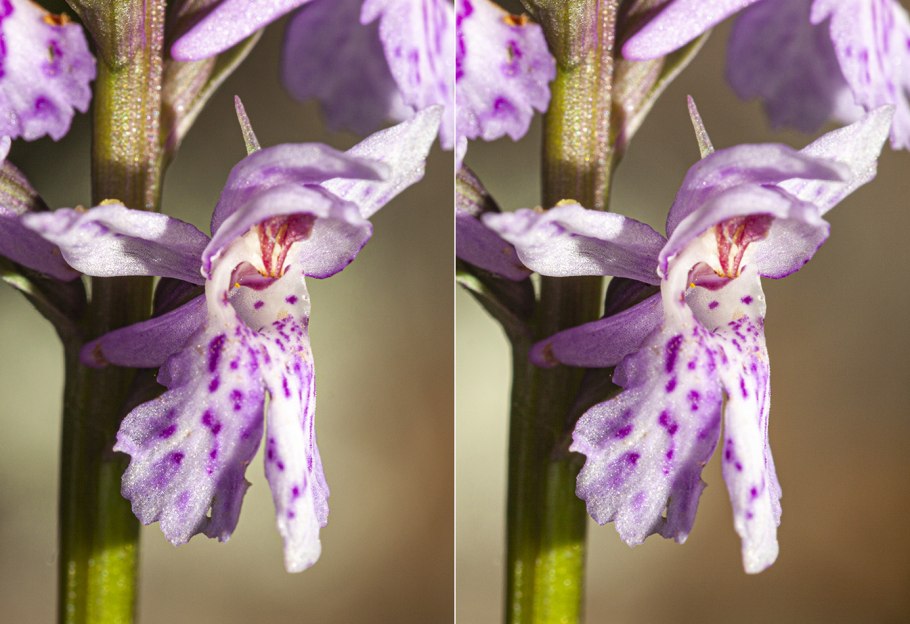 Пальчатокоренник Бузинный