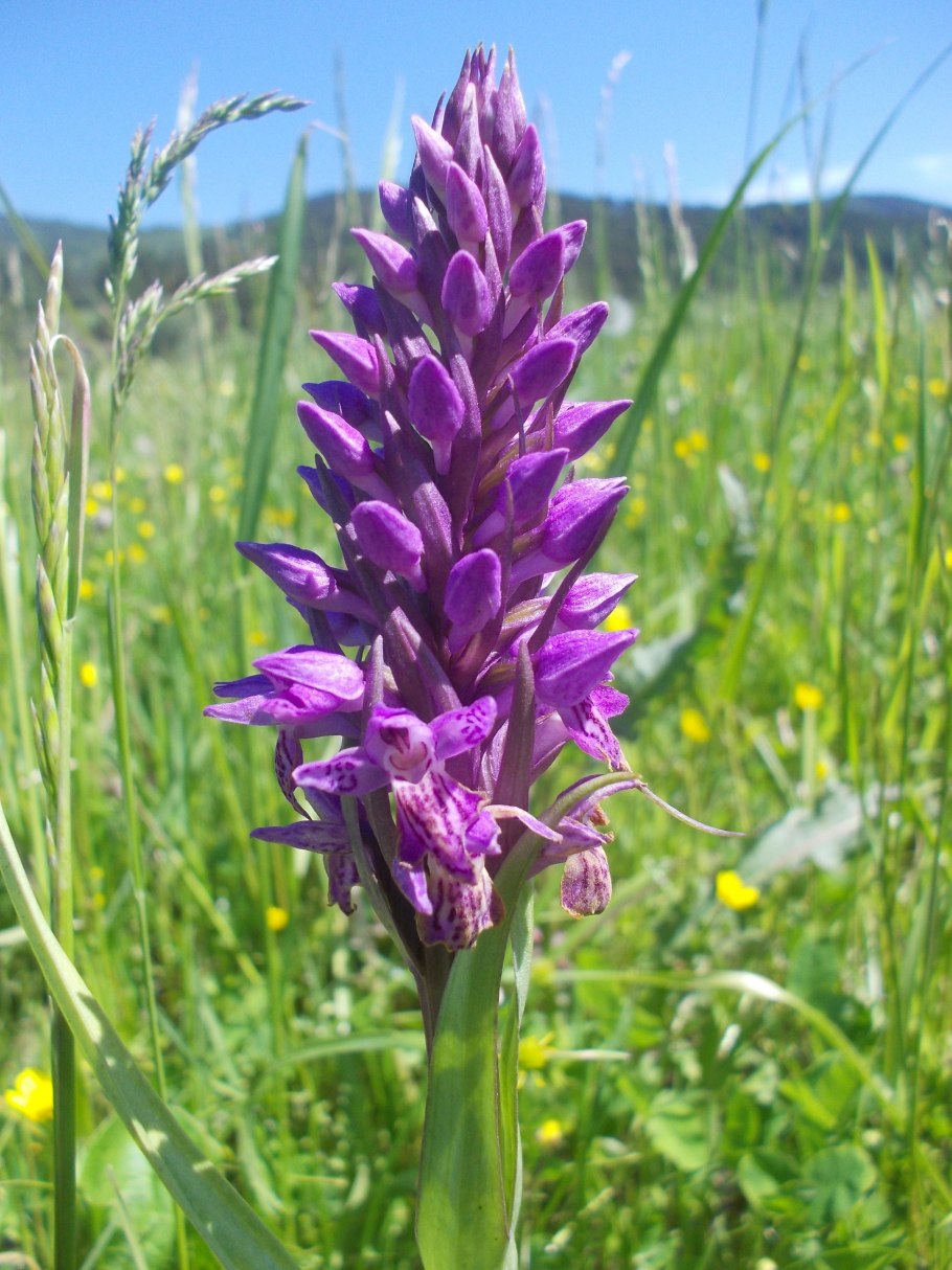 Ятрышник Пальчатокоренник