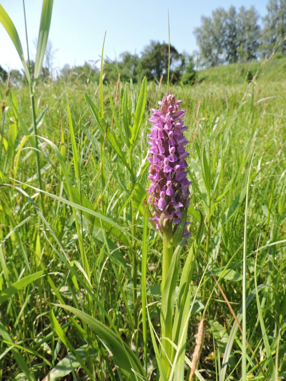 Дикая Орхидея ятрышник