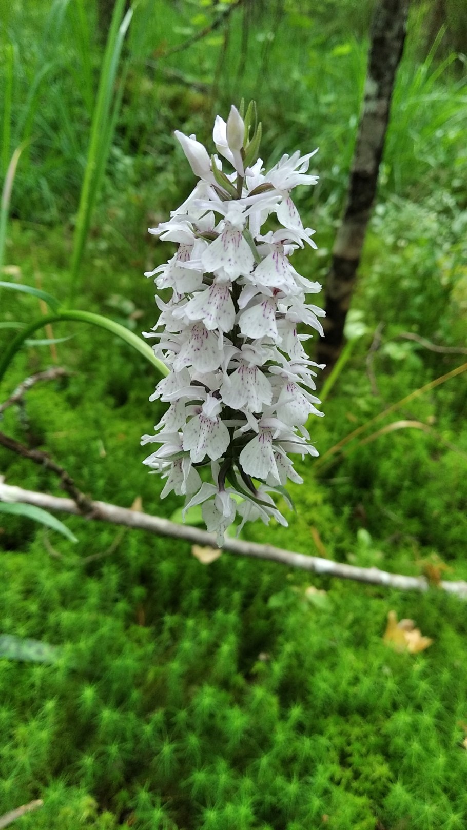 Орхидные Кавказ Пальчатокоренник