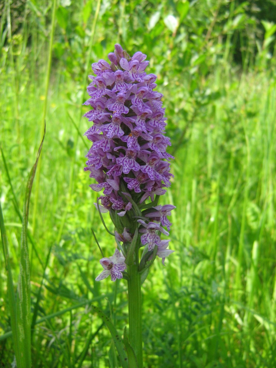 Ятрышник Балтийский