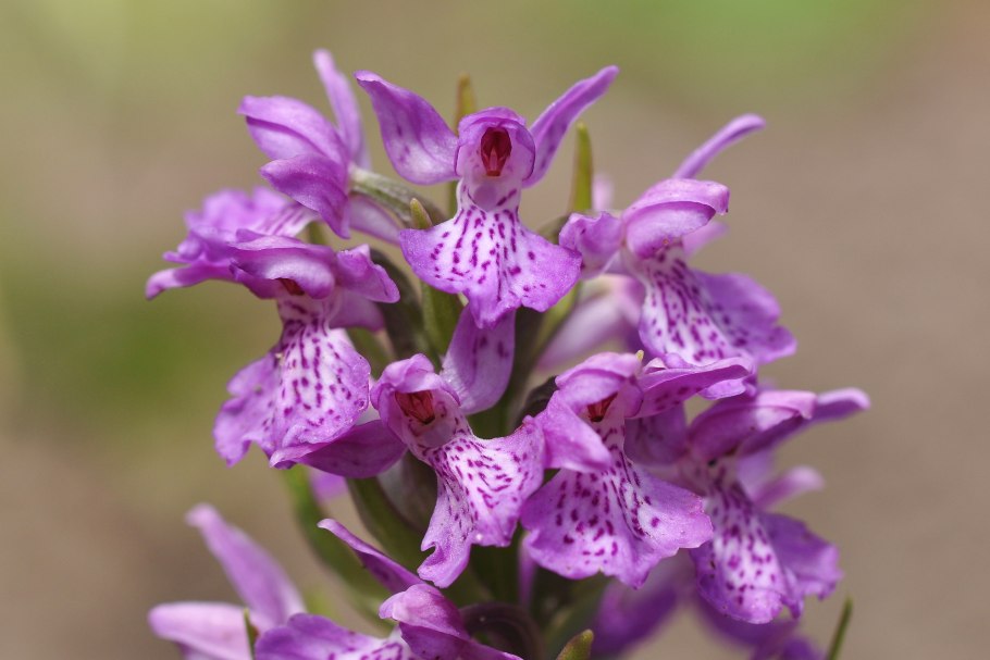 Пальчатокоренник Бузинный