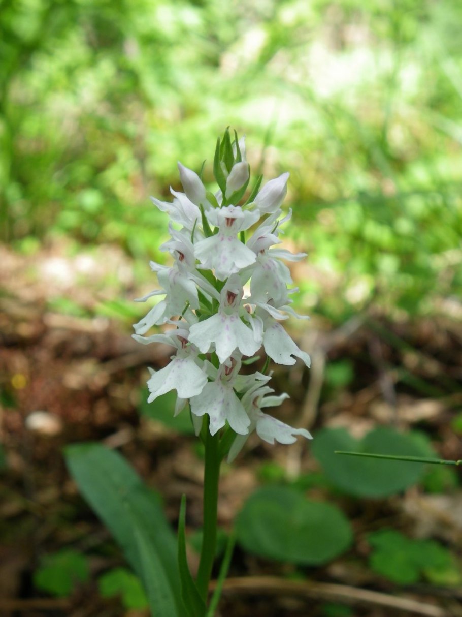 Пальчатокоренник мясокрасный