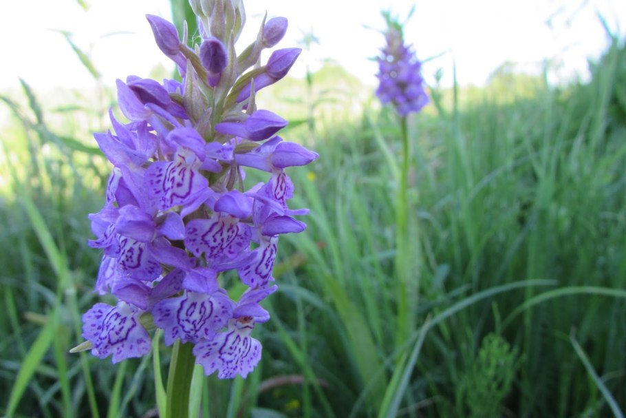 Пальчатокоренник Руссова