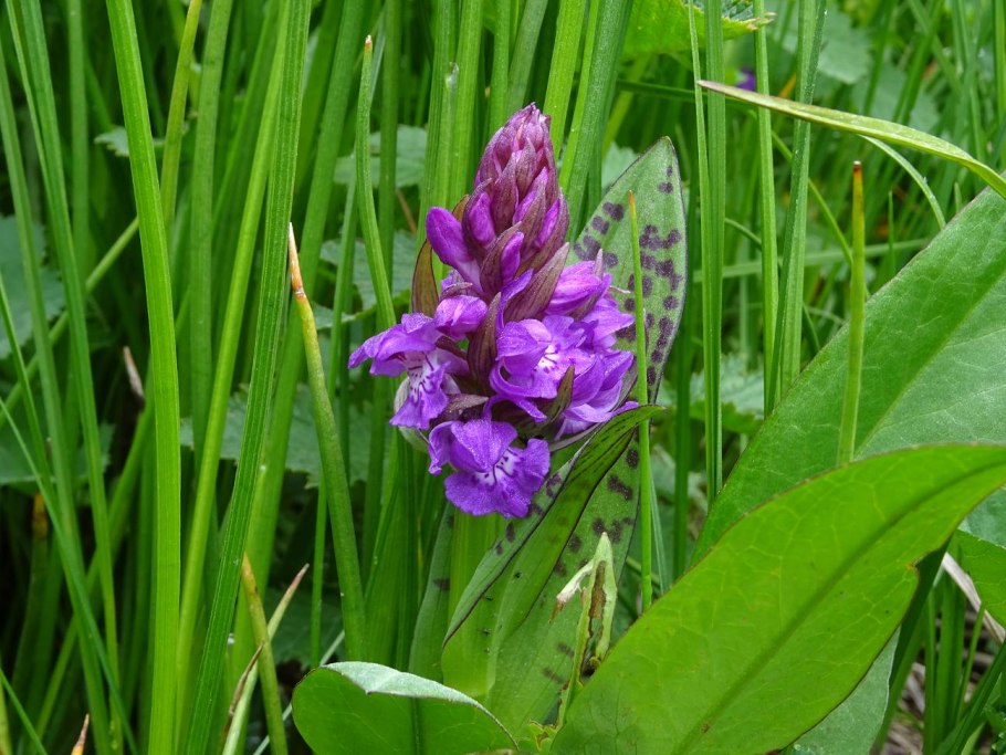 Пальчатокоренник Руссова