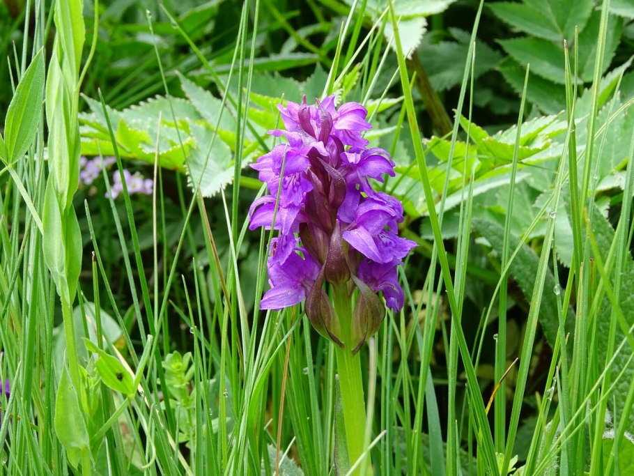 Ятрышник Балтийский