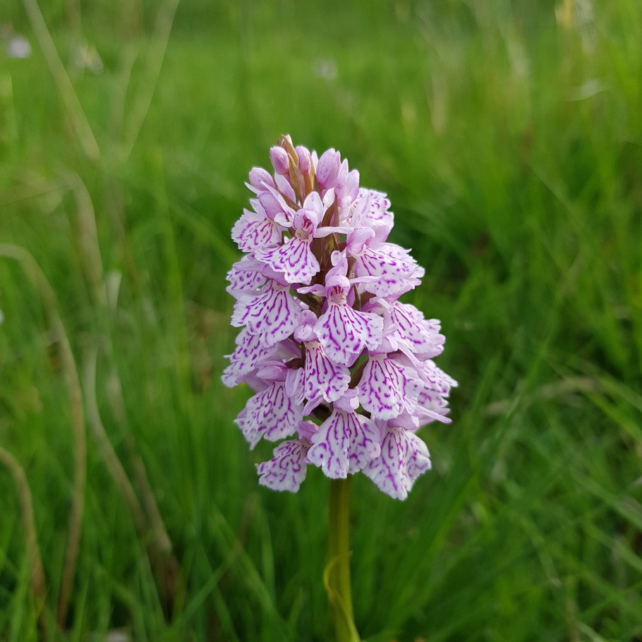 Пальчатокоренник пятнистый (Dactylorhiza maculata).