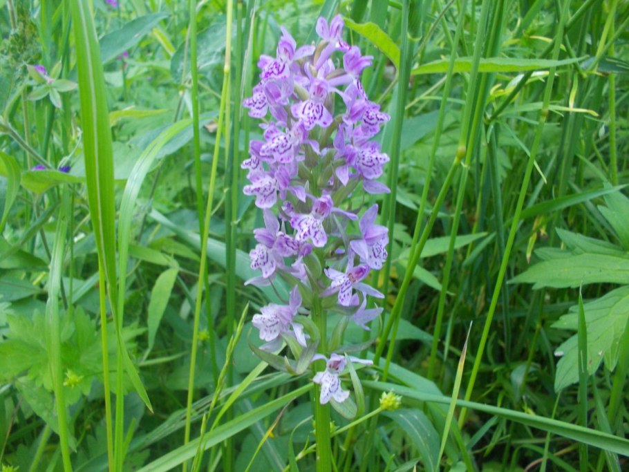 Пальчатокоренник иберийский