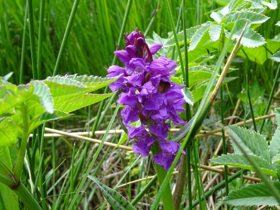 Пальчатокоренник Бузинный