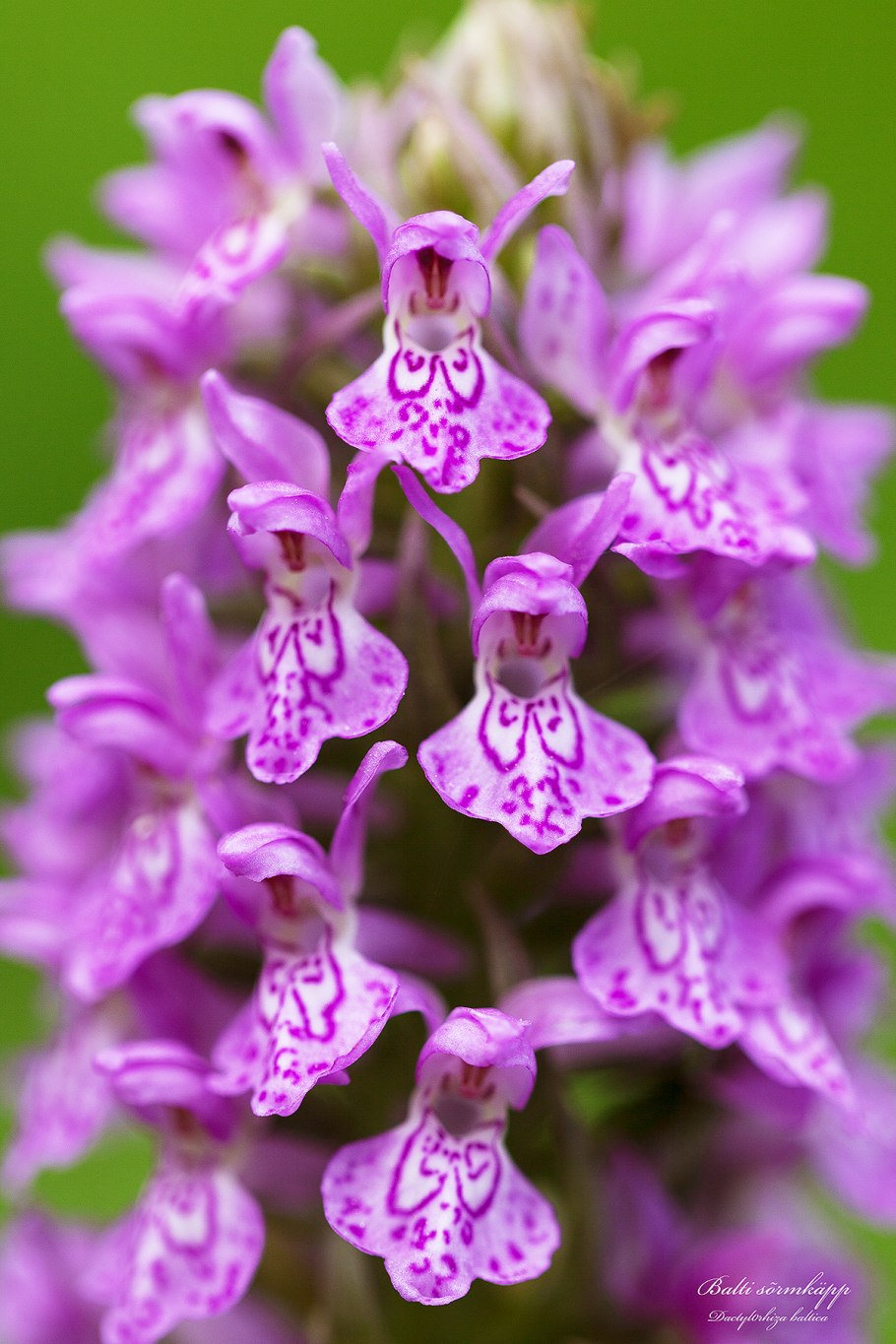 Ятрышник Черноморский