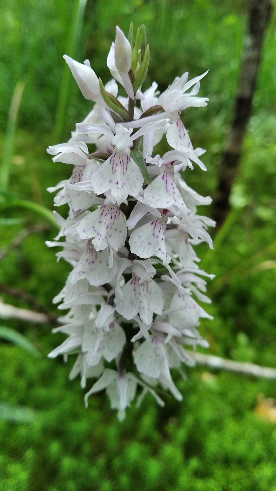 Ятрышник Балтийский (Orchis Baltica)