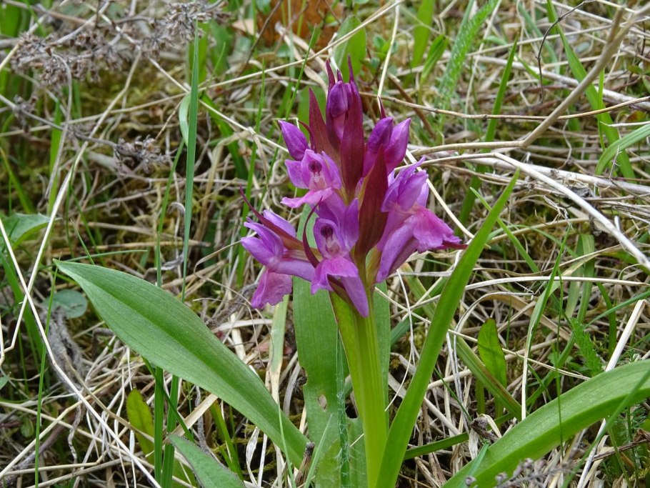 Пальчатокоренник Фукса Dactylorhiza fuchsii