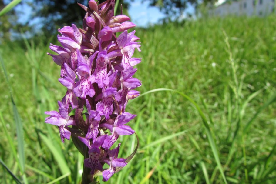 Орхидея Пальчатокоренник Балтийский