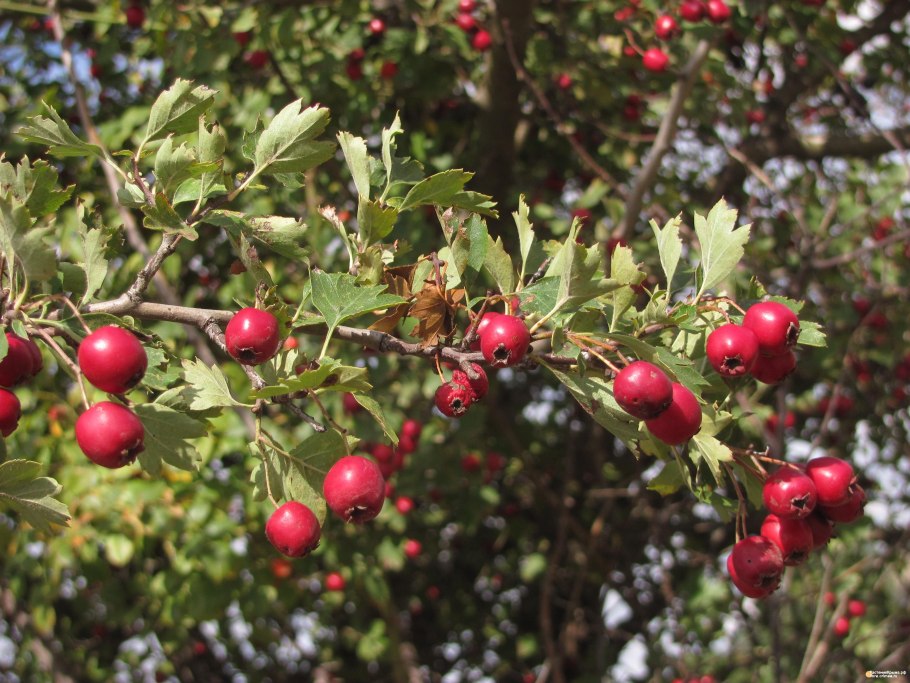Боярышник Восточный (Crataegus orientalis) дерево