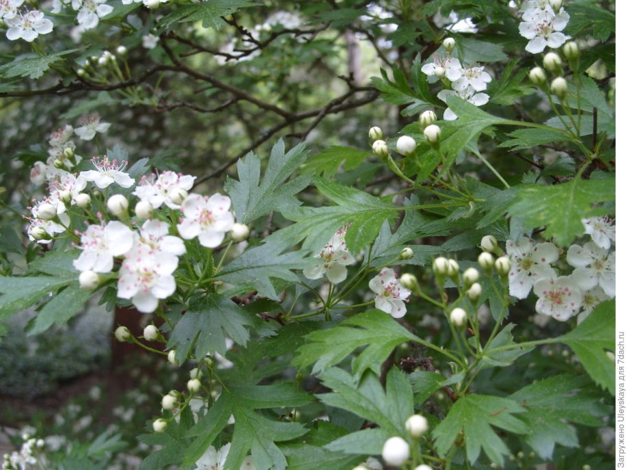 Боярышник Поярковой (Crataegus pojarkovae)
