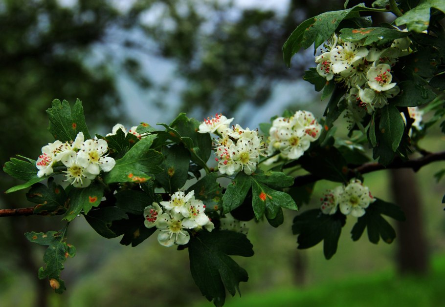 Боярышник сонгарский